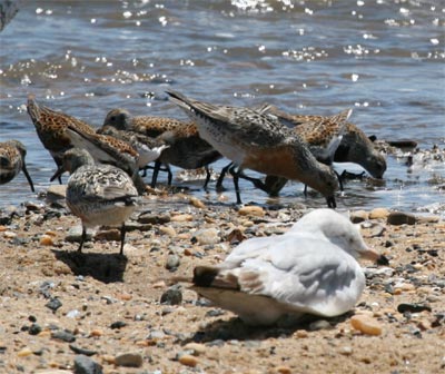 Red Knot