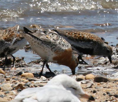 Red Knot