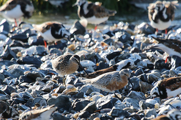 Red Knot