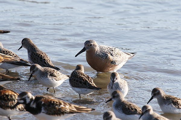 Red Knot