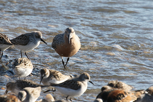 Red Knot