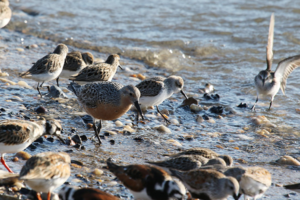 Red Knot