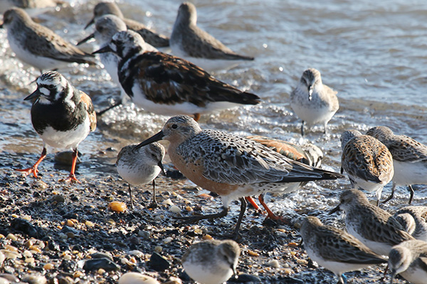 Red Knot