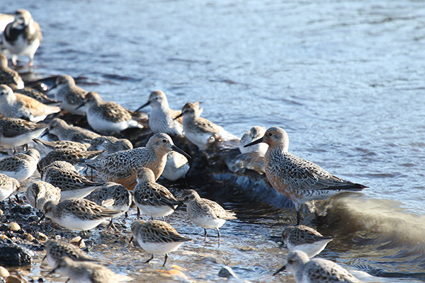 Red Knot