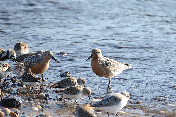 Red Knot