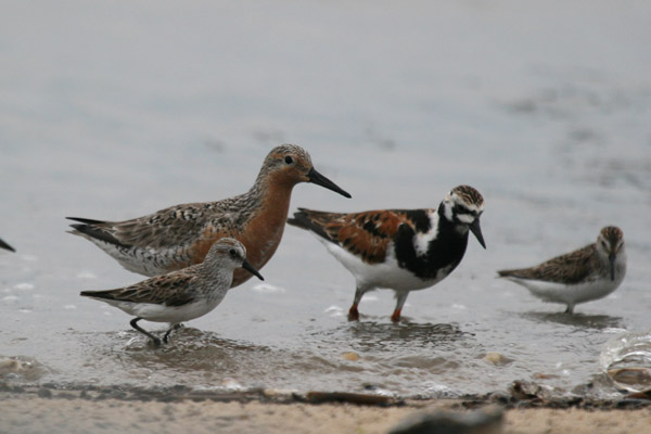 Red Knot