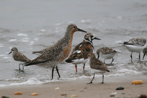 Red Knot