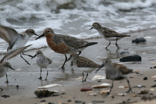 Red Knot