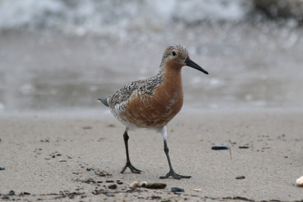 Red Knot