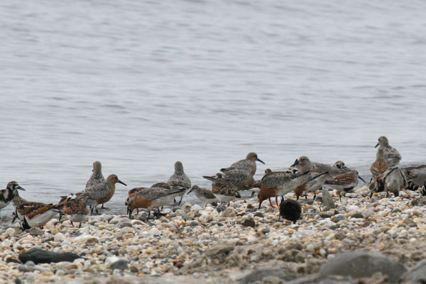 Red Knot