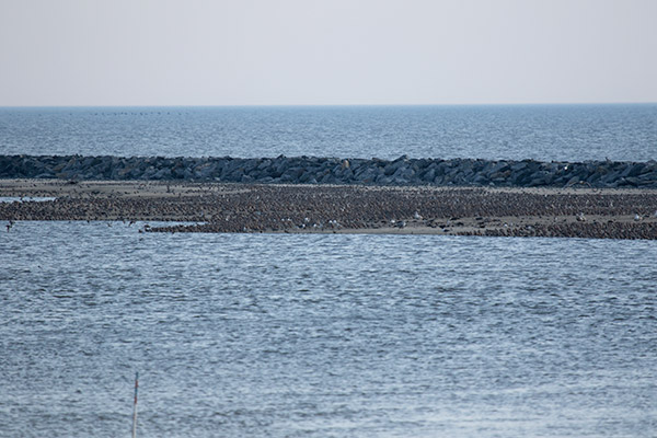 Red Knots