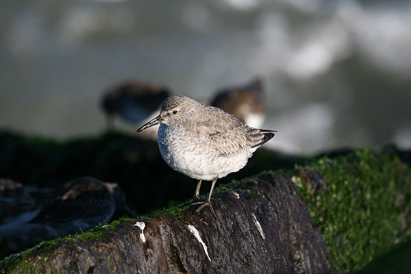 Red Knot