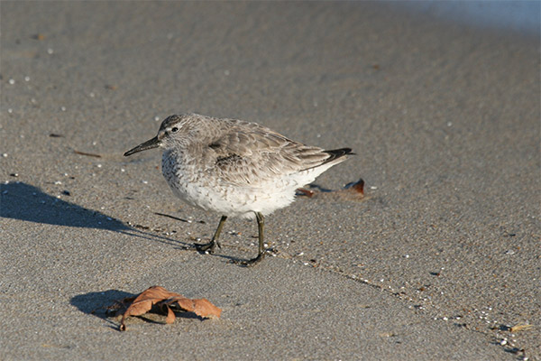 Red Knot