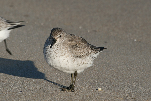 Red Knot