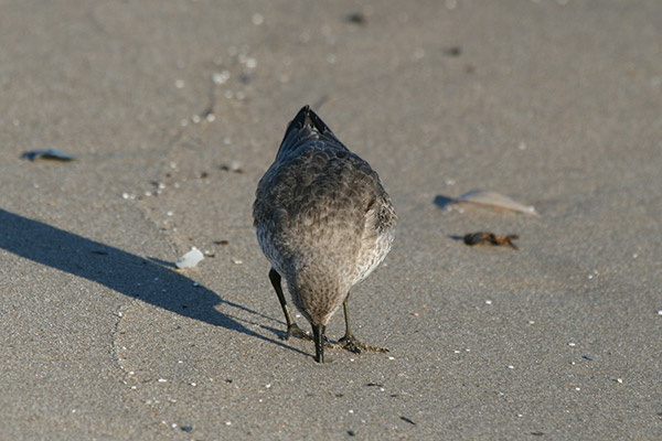 Red Knot