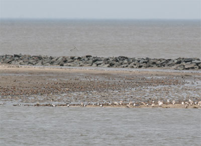 Red Knots