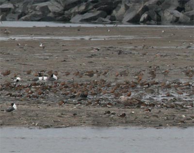 Red Knots