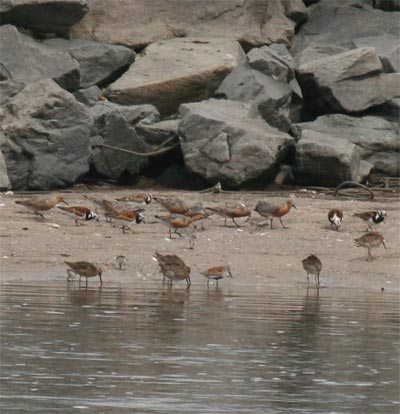 Red Knots