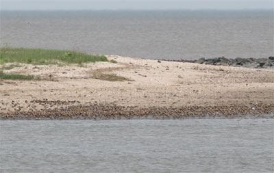 Red Knots