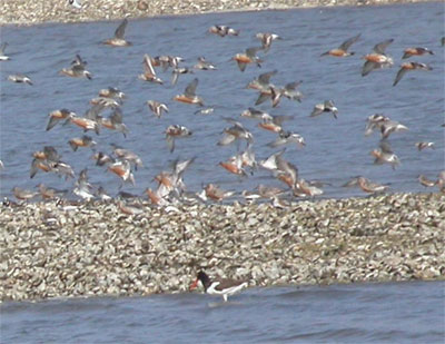 Red Knot