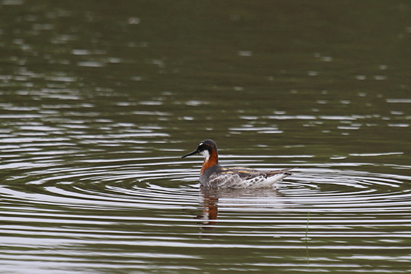 Red-necked Phalarope