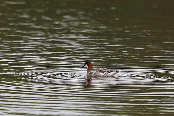 Red-necked Phalarope