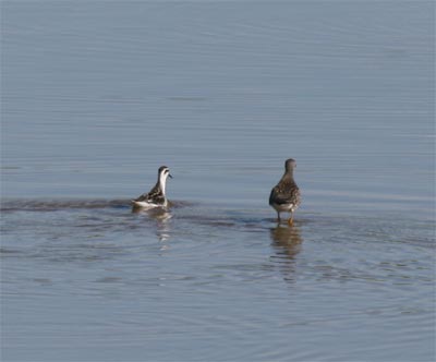 Red-necked Phalarope