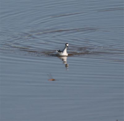 Red-necked Phalarope