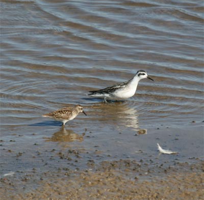 Red-necked Phalarope