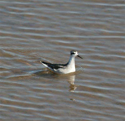 Red-necked Phalarope