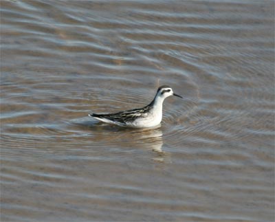 Red-necked Phalarope