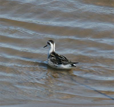 Red-necked Phalarope