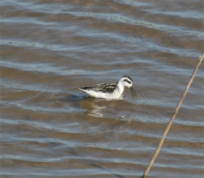 Red-necked Phalarope