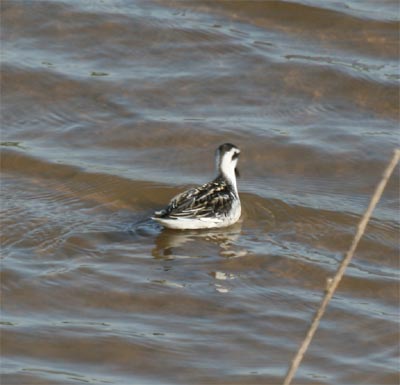 Red-necked Phalarope