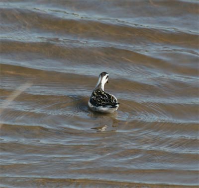 Red-necked Phalarope