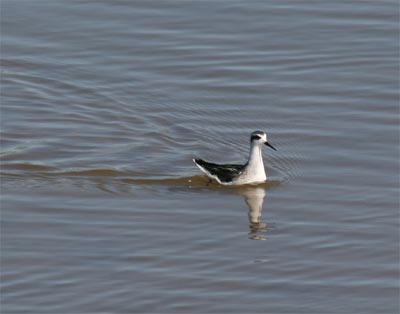 Red-necked Phalarope