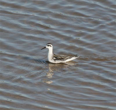 Red-necked Phalarope