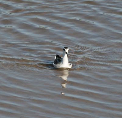 Red-necked Phalarope