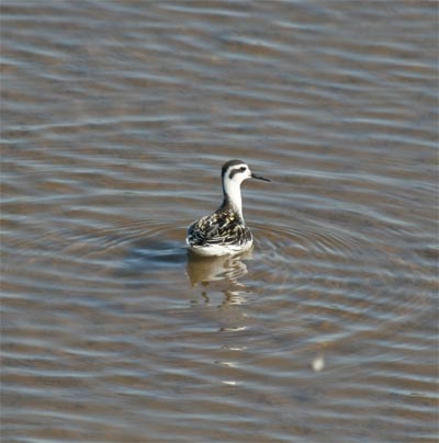 Red-necked Phalarope