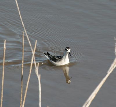 Red-necked Phalarope