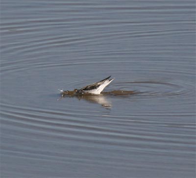 Red-necked Phalarope