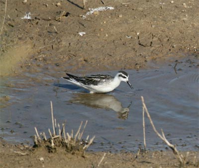 Red-necked Phalarope