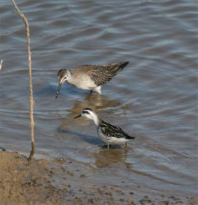 Red-necked Phalarope