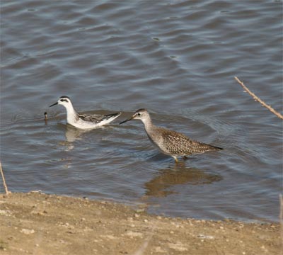 Red-necked Phalarope