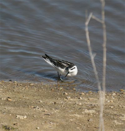 Red-necked Phalarope