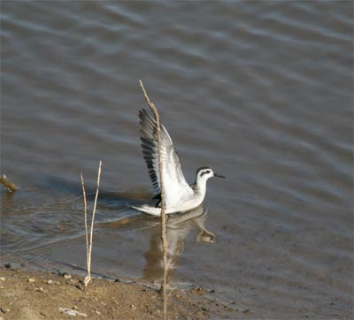 Red-necked Phalarope