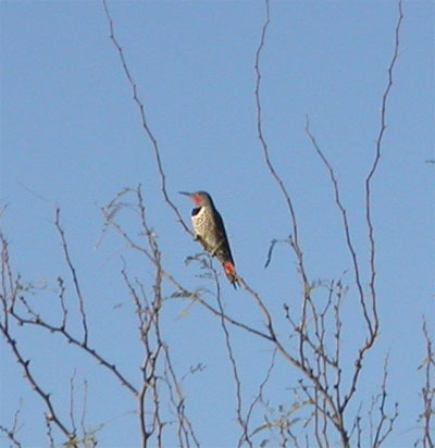 Red Shafted Flicker