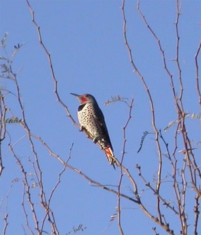 Red Shafted Flicker