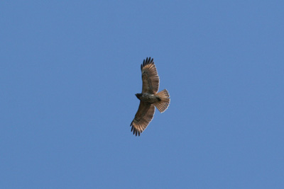 Red Shouldered Hawk