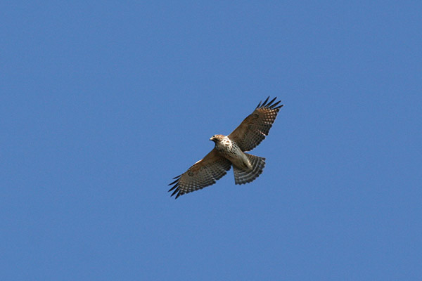 Red Shouldered Hawk